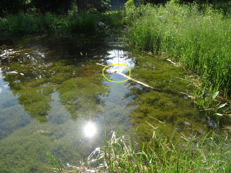 Pelophylax sp. (Prov. Trento)